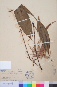 Specimen thumbnail